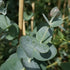 Eucalyptus gunnii Blue Ice