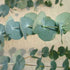 Eucalyptus glaucescens - Future Forests