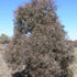 Eucalyptus nicholii - Future Forests
