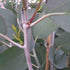 Eucalyptus pauciflora debeuzevillei