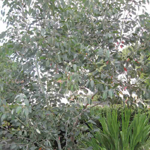 Eucalyptus pauciflora debeuzevillei