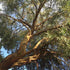Eucalyptus parvula (parvifolia)
