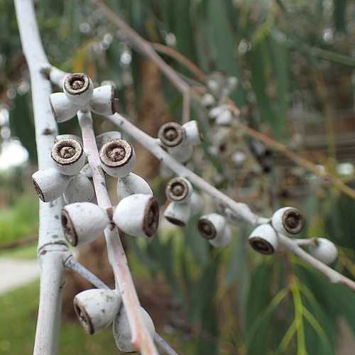 Eucalyptus perriniana - Future Forests