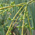 Eucalyptus perriniana - Future Forests