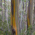 Eucalyptus subcrenulata