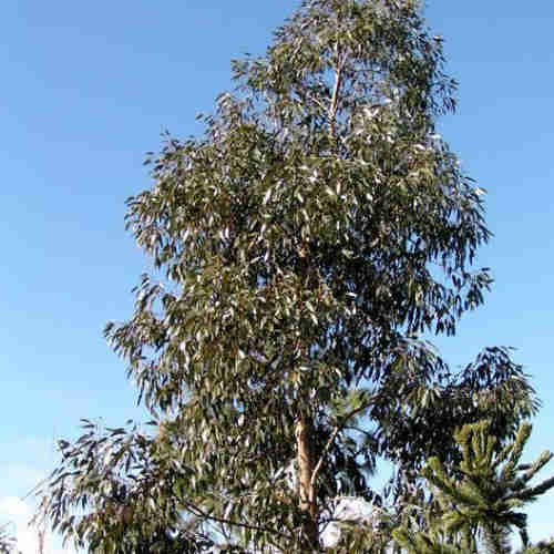 Eucalyptus subcrenulata