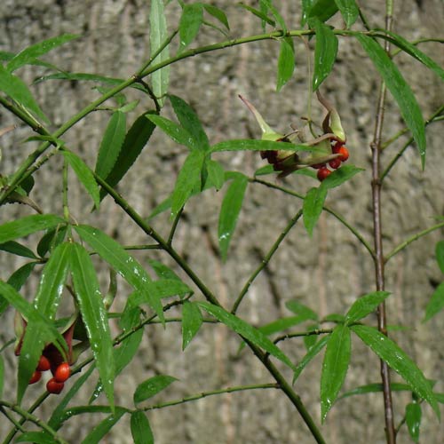 Euonymus cornutus var. quinquecornutus