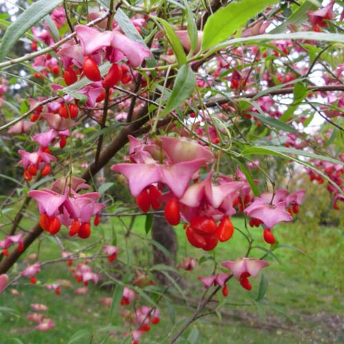 Euonymus cornutus var. quinquecornutus