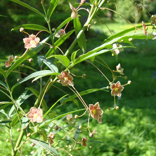 Euonymus cornutus var. quinquecornutus