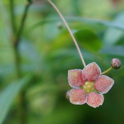 Euonymus cornutus var. quinquecornutus