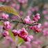 Euonymus hamiltonianus Red Chief