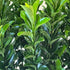 Euonymus japonicus Green Spire