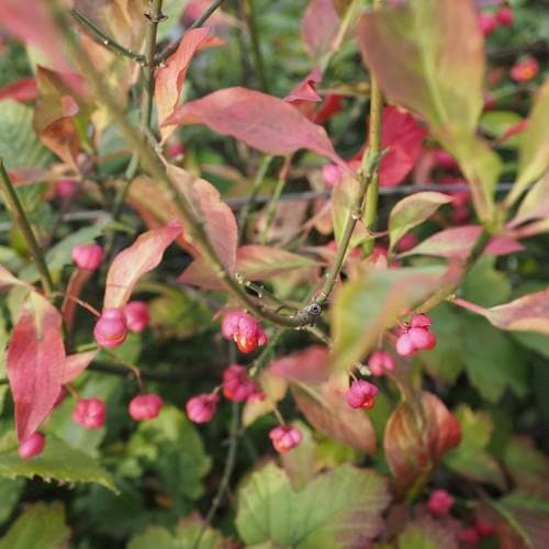 Euonymus europaeus - Spindle - Future Forests