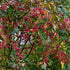 Euonymus europaeus Red Cascade - Future Forests