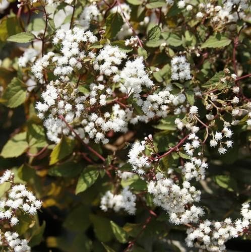 Eupatorium Rugosum Chocolate White Snakeroot