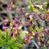 Euphorbia x martini Ascot Rainbow - Future Forests