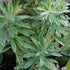 Euphorbia x martini Ascot Rainbow - Future Forests