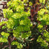Euphorbia amygdaloides Purpurea - Future Forests
