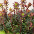 Euphorbia amygdaloides Purpurea - Future Forests