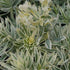 Euphorbia characias Tasmanian Tiger PBR