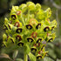 Euphorbia characias subsp. characias