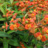 Euphorbia griffithii Fireglow - Future Forests