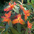 Euphorbia griffithii Fireglow - Future Forests