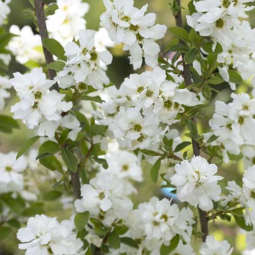 Exochorda racemosa Magical Springtime