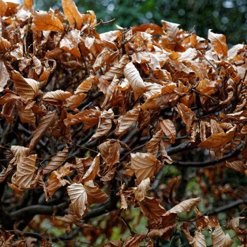 Fagus sylvatica Atropunicea - Copper Beech - Future Forests