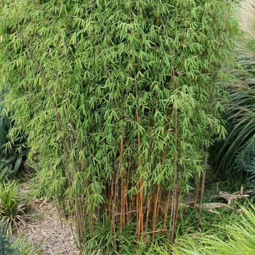 How to Grow Bamboo (with Pictures) - wikiHow