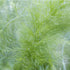 Fennel, green - Future Forests