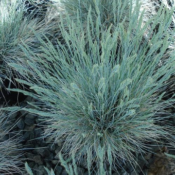 Festuca Glauca Elijah Blue – Future Forests