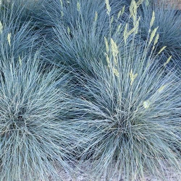 Festuca glauca Elijah Blue – Future Forests