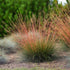 Festuca glauca Sunrise