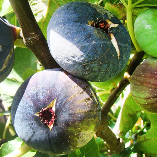 Ficus carica Violette Dauphine - Fig