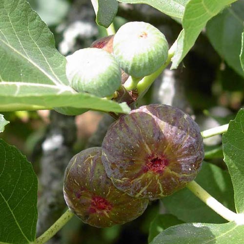 Ficus carica Violette Dauphine - Fig