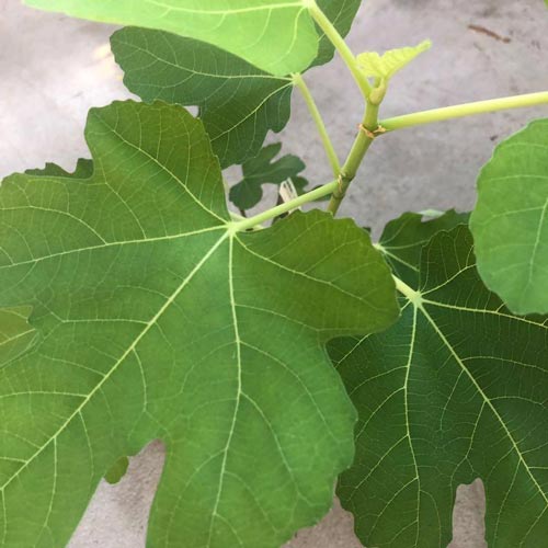 Ficus carica Violette Dauphine - Fig