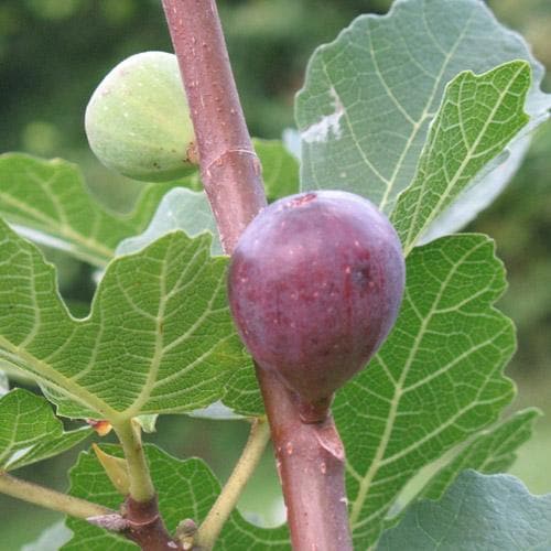 Fig Sultane - Future Forests