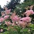 Filipendula rubra Venusta