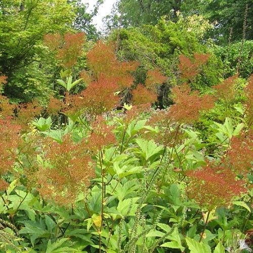 Filipendula rubra Venusta