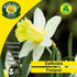 Daffodil Finland - Future Forests