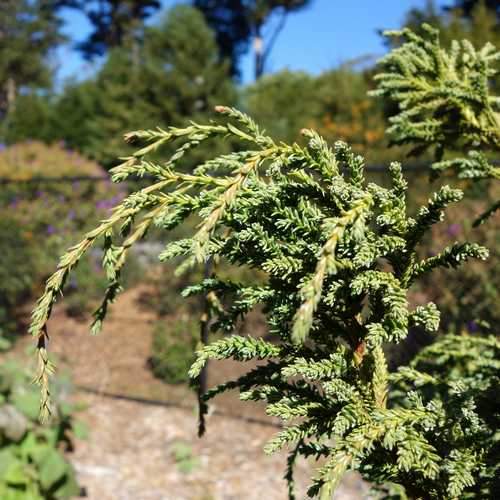 Fitzroya Fitzroya cupressoides – Future Forests