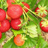 Strawberry Ostara