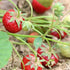 Strawberry Ostara