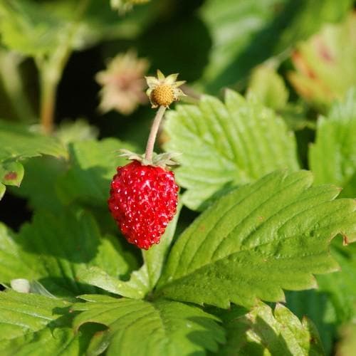 Fragaria vesca - Wild Strawberry - Future Forests
