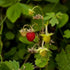 Fragaria vesca - Wild Strawberry - Future Forests