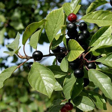 Trees - Native – Future Forests