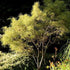 Frangula alnus Asplenifolia - Future Forests