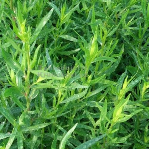 Tarragon, french - Future Forests