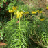 Fritillaria imperialis Maxima Lutea - Future Forests